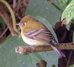 Empidonax flavescens