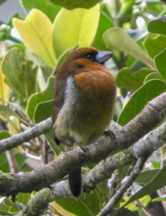 Semnornis frantzii