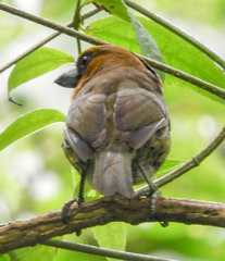 Semnornis frantzii