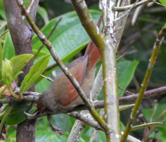 Cranioleuca erythrops