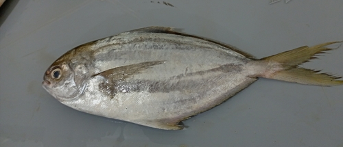 Salema butterfish (Peprilus snyderi) — Stromateidae — 5