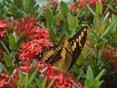 Ixora coccinea coccinea