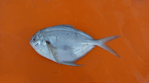 Pacific harvestfish (Peprilus medius) — Stromateidae — 5