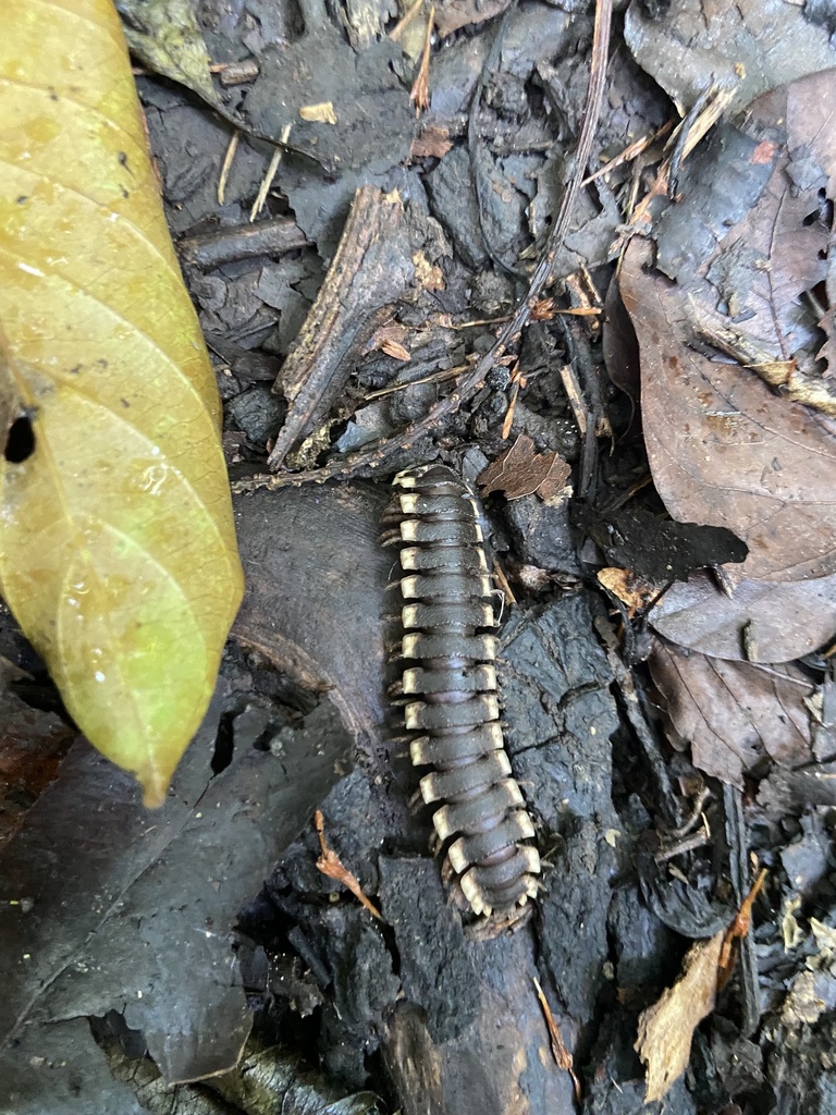 Flat-backed Millipedes from Borneo, Sandakan, Sabah, MY on August 3 ...