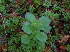 Urtica membranacea