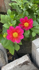 Dahlia pinnata image