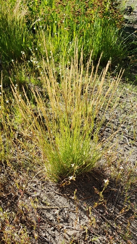 Podagrostis humilis observed 2023-07-25