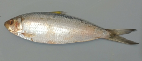 Middling thread herring (Opisthonema medirastre) — Clupeidae