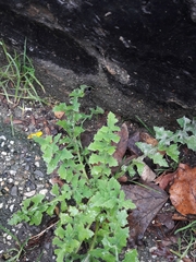 Sonchus oleraceus
