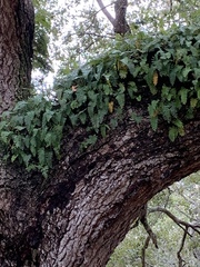 Pleopeltis michauxiana