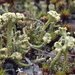 Cladonia botrytes - Photo (c) Hans Ritter, algunos derechos reservados (CC BY-NC), subido por Hans Ritter