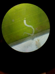 Spirobranchus triqueter