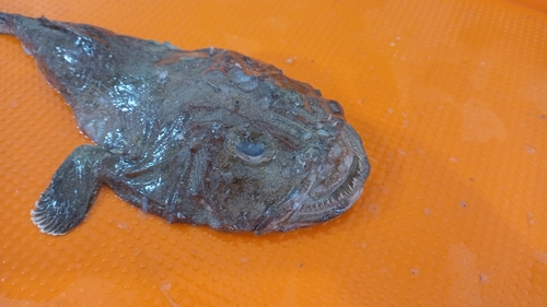 Pacific goosefish (Lophiodes caulinaris) — Lophiidae — 5