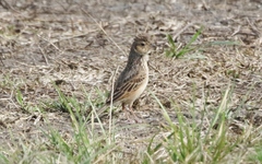 Mirafra javanica