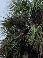 Sabal palmetto
