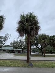 Sabal palmetto