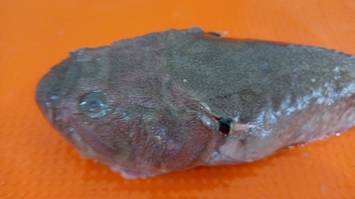 Smooth stargazer (Kathetostoma averruncus) — Uranoscopidae — 5