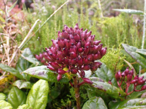 Image of Viburnum treleasei by (c) Louis Imbeau, some rights reserved (CC BY)