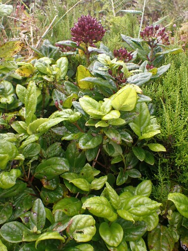 Image of Viburnum treleasei by (c) Louis Imbeau, some rights reserved (CC BY)