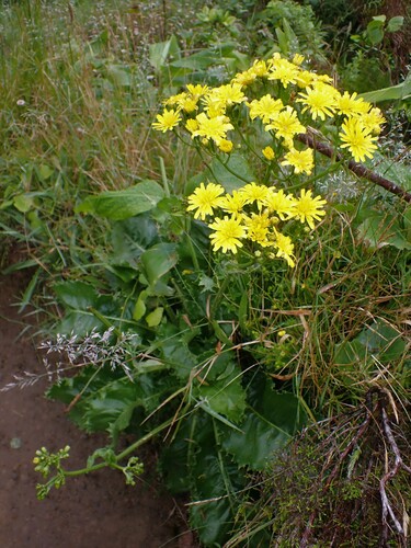 Image of Leontodon rigens by (c) Louis Imbeau, some rights reserved (CC BY)