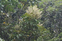 Buckinghamia celsissima