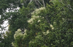 Buckinghamia celsissima