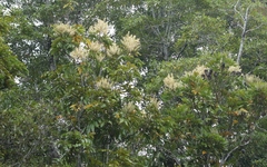 Buckinghamia celsissima