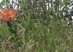 Hippeastrum