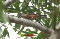 Colluricincla boweri