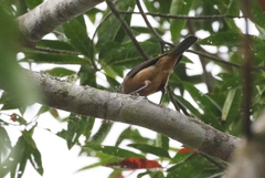 Colluricincla boweri