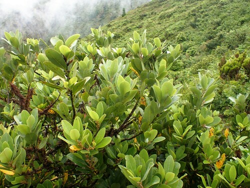 Azores Laurel