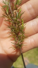 Kunzea linearis