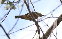 Colluricincla boweri