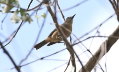 Colluricincla boweri