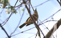 Colluricincla boweri