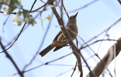 Colluricincla boweri