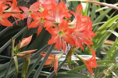 Hippeastrum