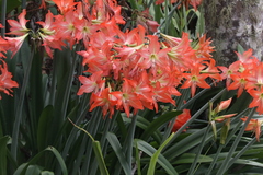 Hippeastrum