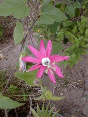 Passiflora sublanceolata