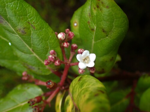 Image of Viburnum treleasei by (c) Louis Imbeau, some rights reserved (CC BY)