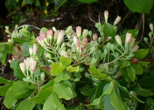 Image of Vaccinium cylindraceum by (c) Louis Imbeau, some rights reserved (CC BY)