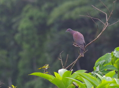 Patagioenas plumbea