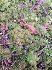 Hylocomium splendens image