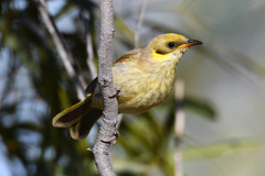 Gray-Fronted Honeyeater photo 3