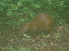 Dasyprocta variegata