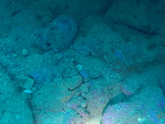 Bonellia viridis