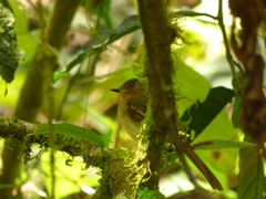 Leptopogon rufipectus