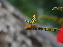 Philaethria dido