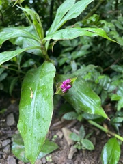 Tradescantia zanonia image