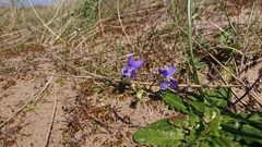 Viola canina